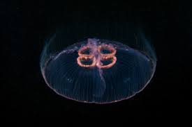 Attēlu rezultāti vaicājumam “Aurelia aurita”