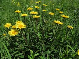 Image result for Inula hirta