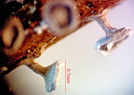 Attēlu rezultāti vaicājumam “Diderma ochraceum young”