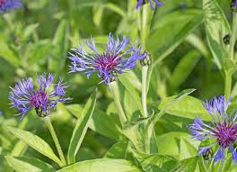 Image result for Flockenblume