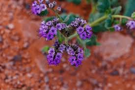 Attēlu rezultāti vaicājumam “Boraginaceae”
