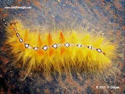 Attēlu rezultāti vaicājumam “Acronicta aceris larva”