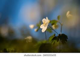 Attēlu rezultāti vaicājumam “Isopyrum thalictroides flower”