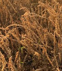 Attēlu rezultāti vaicājumam “Veronica longifolia leaf”