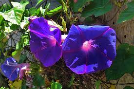 Image result for Prunkwinde