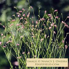 Image result for Sanguisorba officinalis