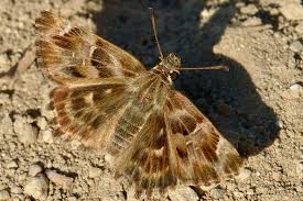 Attēlu rezultāti vaicājumam “Carcharodus floccifera upperside”