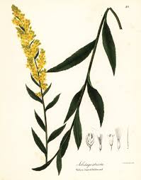 Attēlu rezultāti vaicājumam “Solidago virgaurea leaf”