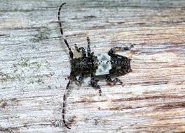 Attēlu rezultāti vaicājumam “Pogonocherus hispidulus”