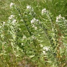 Attēlu rezultāti vaicājumam “Hyoscyamus niger”