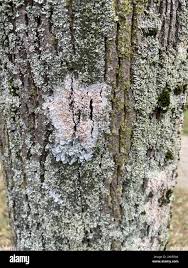 Attēlu rezultāti vaicājumam “Athelia arachnoidea”