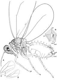 Attēlu rezultāti vaicājumam “Aleurochiton aceris”