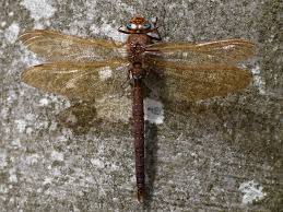 Attēlu rezultāti vaicājumam “Aeshna grandis”