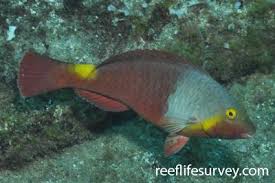 Image result for Sparisoma amplum