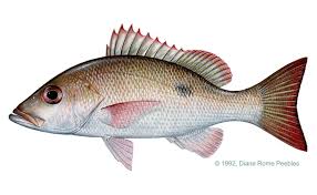 Image result for Lutjanus mahogoni