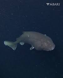 Image result for Somniosus pacificus