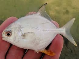 Image result for Trachinotus falcatus