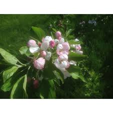 Attēlu rezultāti vaicājumam “Prunus padus var. roseiflora”