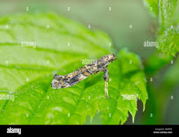 Attēlu rezultāti vaicājumam “Gracillaria syringella larva”