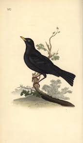 Attēlu rezultāti vaicājumam “Turdus merula”