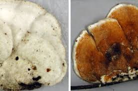 Attēlu rezultāti vaicājumam “Gloeoporus taxicola”