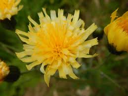 Attēlu rezultāti vaicājumam “Hieracium”