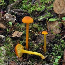 Attēlu rezultāti vaicājumam “Hygrocybe cantharellus”