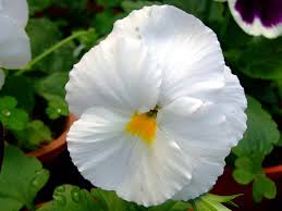 Image result for Viola x wittrockiana `Hiemalis`
