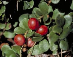 Attēlu rezultāti vaicājumam “Arctostaphylos uva-ursi leaf”