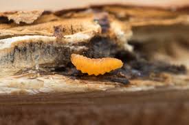 Attēlu rezultāti vaicājumam “Lasioptera rubi larva”