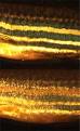 Chromatophore - Wikipedia, the free encyclopedia