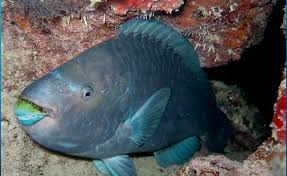 Image result for Scarus trispinosus