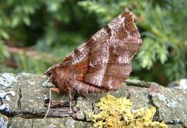 Attēlu rezultāti vaicājumam “Selenia dentaria”