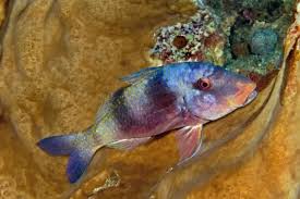Image result for Parupeneus trifasciatus