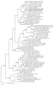 Attēlu rezultāti vaicājumam “Ceriporia viridans”