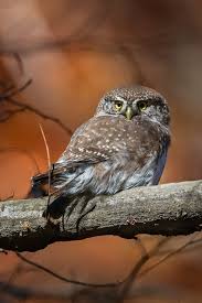 Attēlu rezultāti vaicājumam “Glaucidium passerinum”