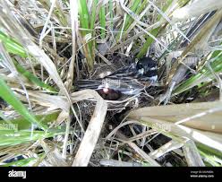 Attēlu rezultāti vaicājumam “Emberiza schoeniclus nest”