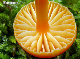 Attēlu rezultāti vaicājumam “Mucronella”