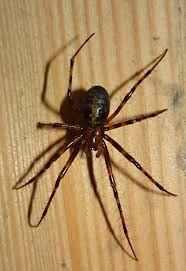 Attēlu rezultāti vaicājumam “Tetragnathidae”