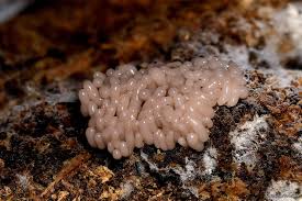 Attēlu rezultāti vaicājumam “Arcyria incarnata”