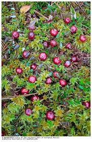 Attēlu rezultāti vaicājumam “Oxycoccus palustris”