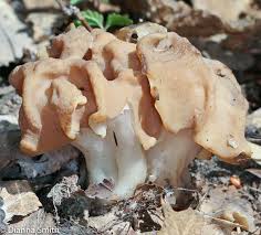 Attēlu rezultāti vaicājumam “Gyromitra”