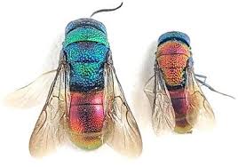 Attēlu rezultāti vaicājumam “Hedychrum sp.”