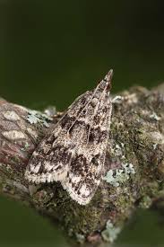 Attēlu rezultāti vaicājumam “Eudonia lacustrata”