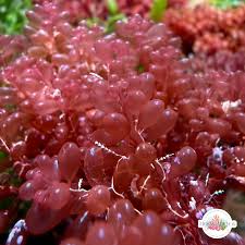 Attēlu rezultāti vaicājumam “Lycogala botrydium macro”