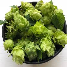 Attēlu rezultāti vaicājumam “Humulus lupulus bud”