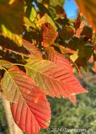 Attēlu rezultāti vaicājumam “Carpinus betulus leaf”