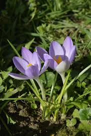 Attēlu rezultāti vaicājumam “Crocus tommasinianus”
