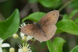 Attēlu rezultāti vaicājumam “Maniola jurtina male”