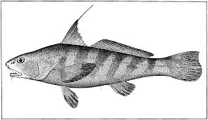 Image result for Menticirrhus saxatilis